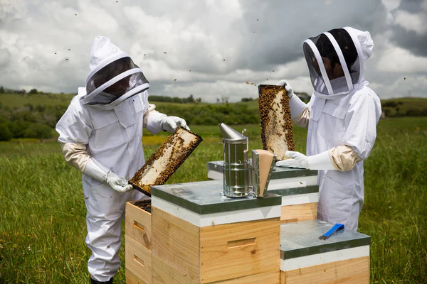 Beekeepers Inspecting the Frames