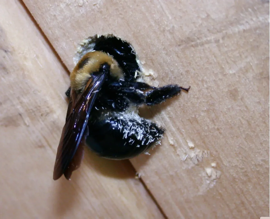 Carpenter Bee Boring into Wood