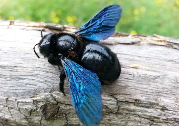 Do Carpenter Bees Make Honey?