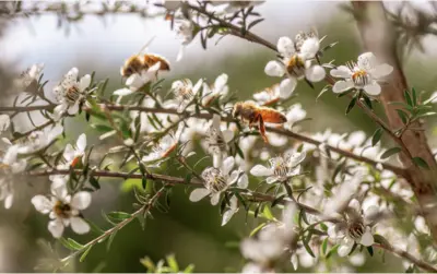 Honeybees foraging on Manuka Tree and produce expensive Manuka Honey