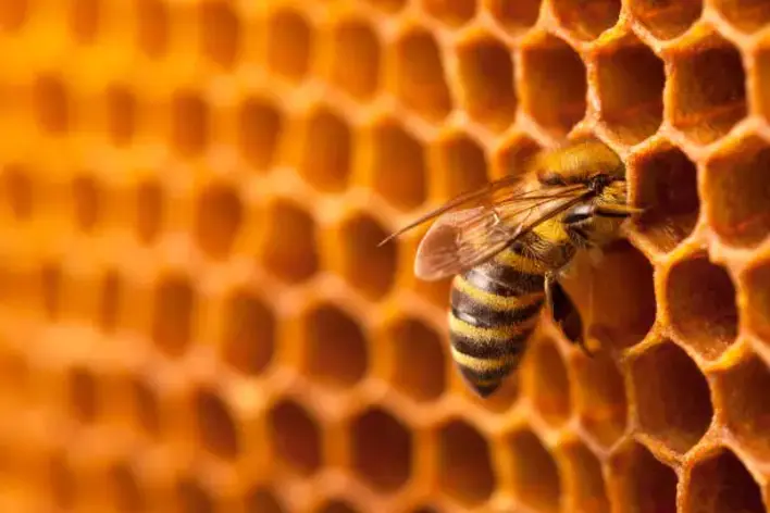 A worker bee extruding beeswax from her wax glands