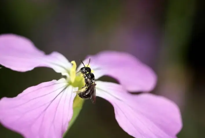 California Carpenter Bees