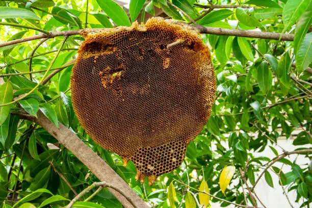 honeycomb on tree