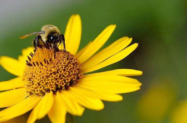 Do Carpenter Bees Make Honey?