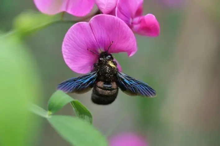 Violet Carpenter Bee