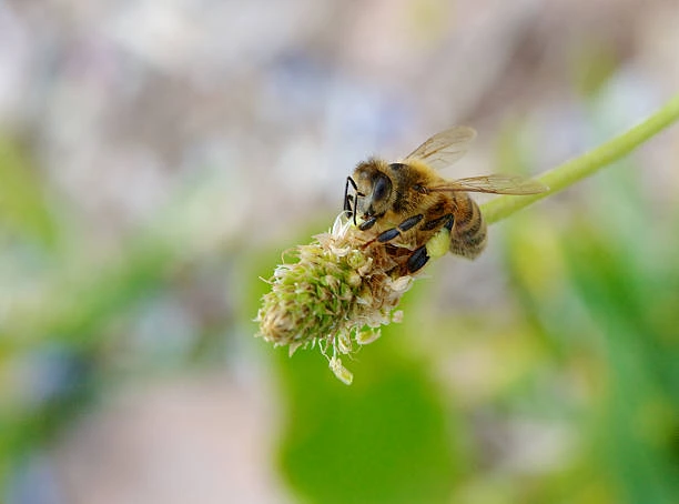 What is Carpenter Bees