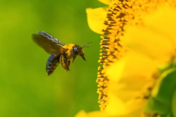 Eastern Carpenter Bees