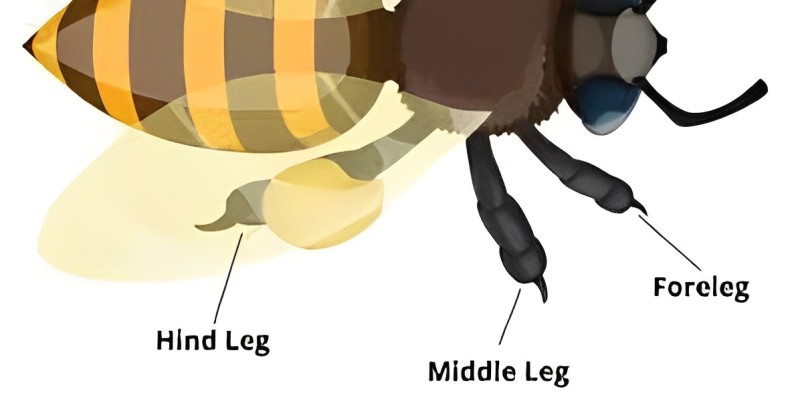 Bee Legs Anatomy