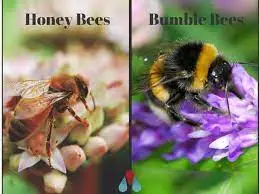 honey bee vs bumble bee