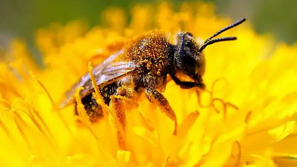 What Do Bees Use Their Legs For?