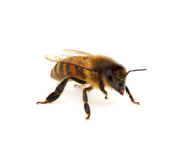 what is italian queen bee