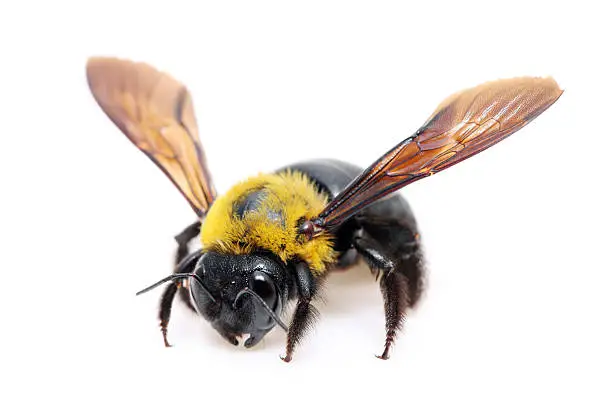 carpenter bee